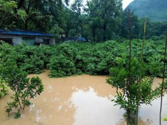 水災(zāi)后柑橘樹如何護(hù)理？